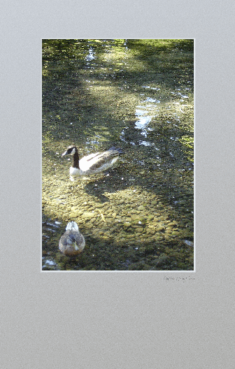 Goose and Duck in lake